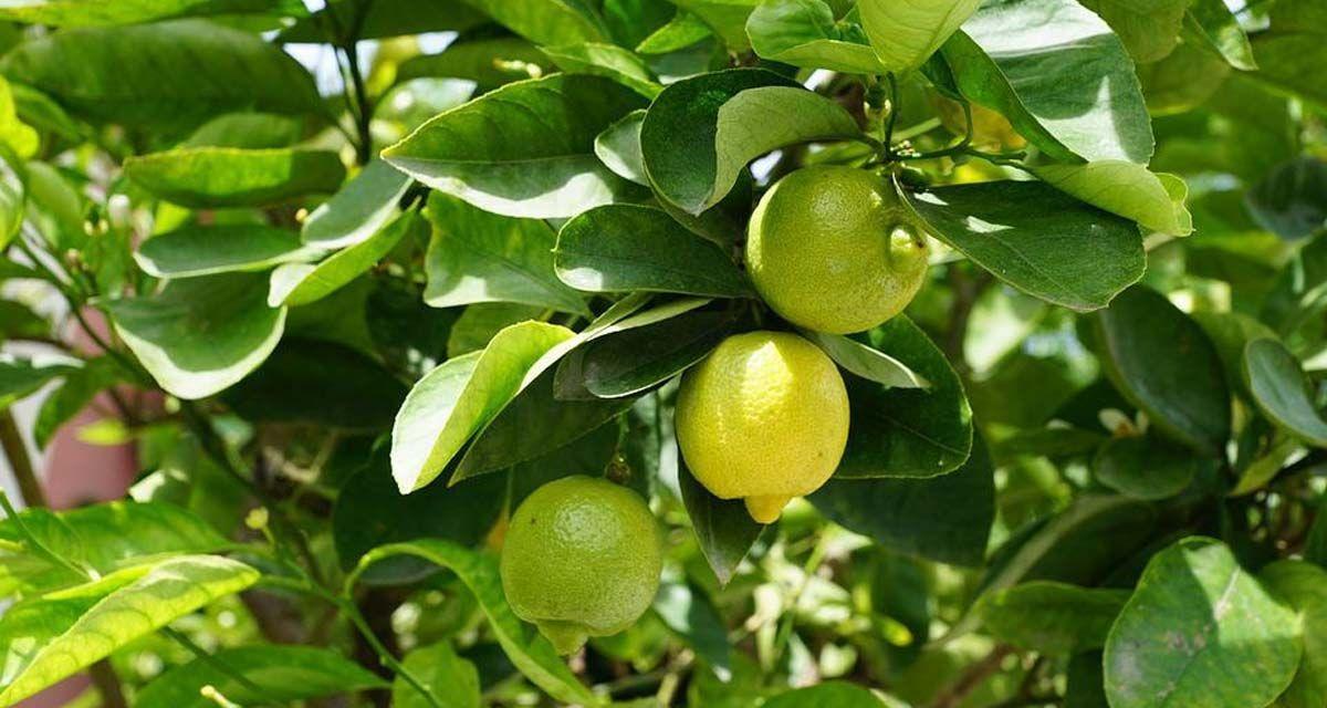 Hojas amarillentas en limonero