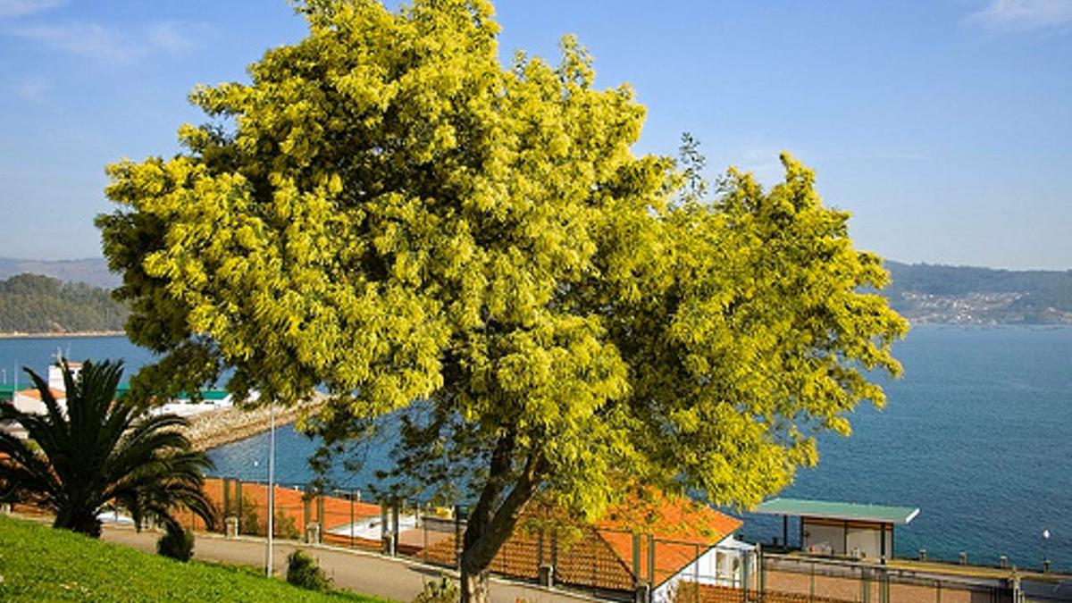 Acacia dealbata costa