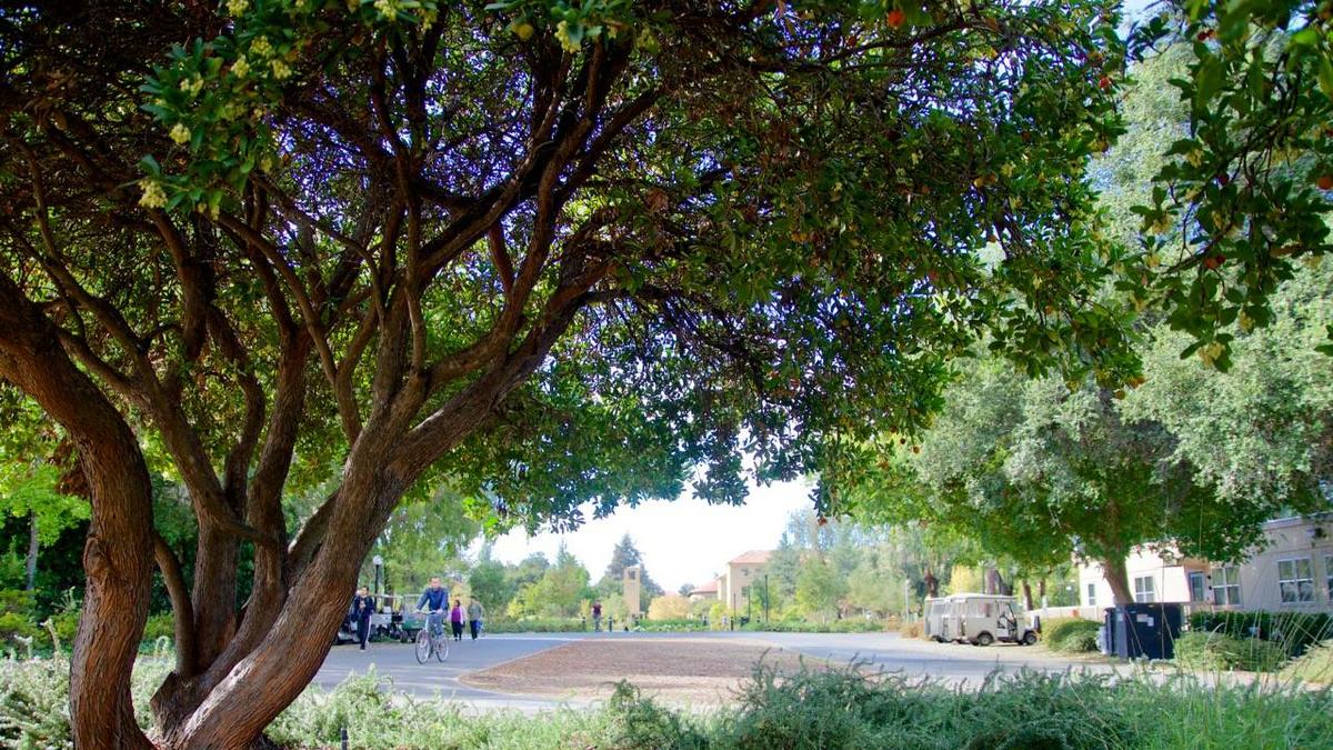 Madrono arbutus unedo