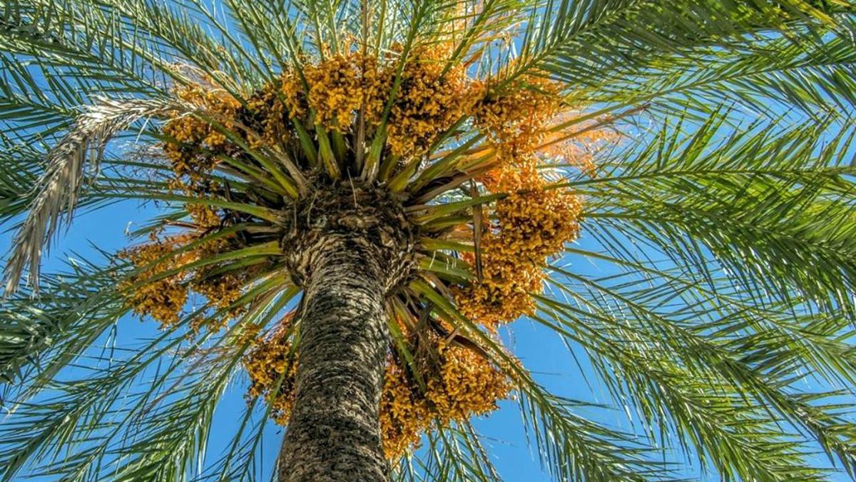 Palmera datilera Phoenix dactylifera