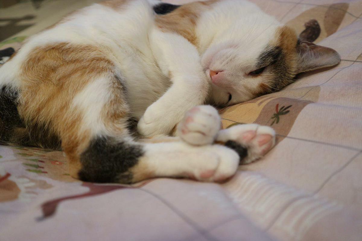 gata tricolor