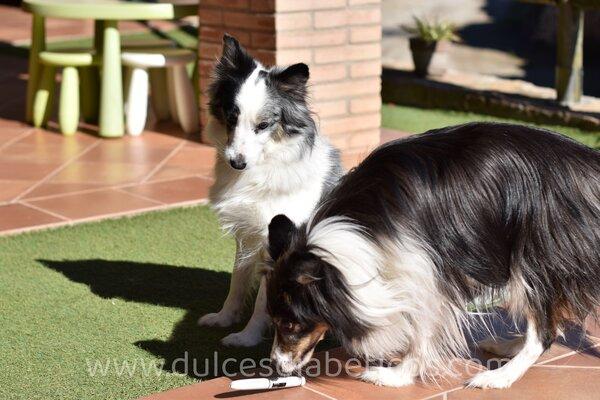 sintomas diabetes perros