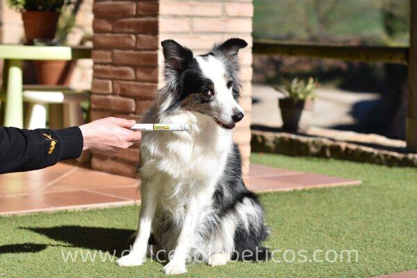 tratamiento de la diabetes en perros