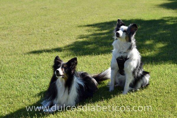 consejos diabetes en perros