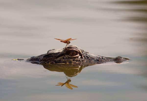 reflection pictures 24 Wonderful Examples of Reflection Photography