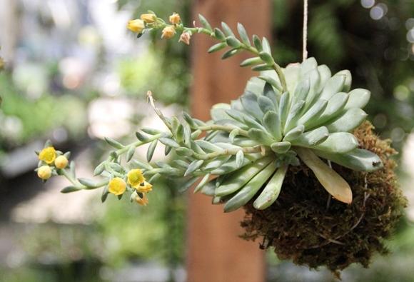 Post image for DIY Garden: Hanging Kokedama Plant