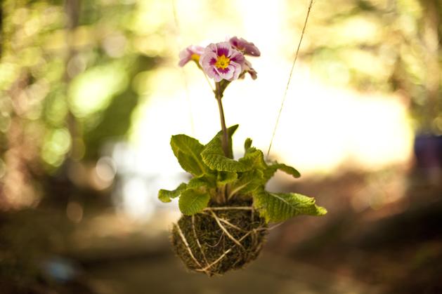 hacer un jardin de kokedama Cómo hacer un jardín de Kokedama