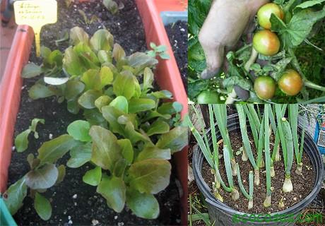 661 Como cultivar con macetas y no morir en el intento (Primera parte)