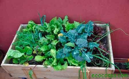 huertobalconoihana Como cultivar con macetas y no morir en el intento (Primera parte)