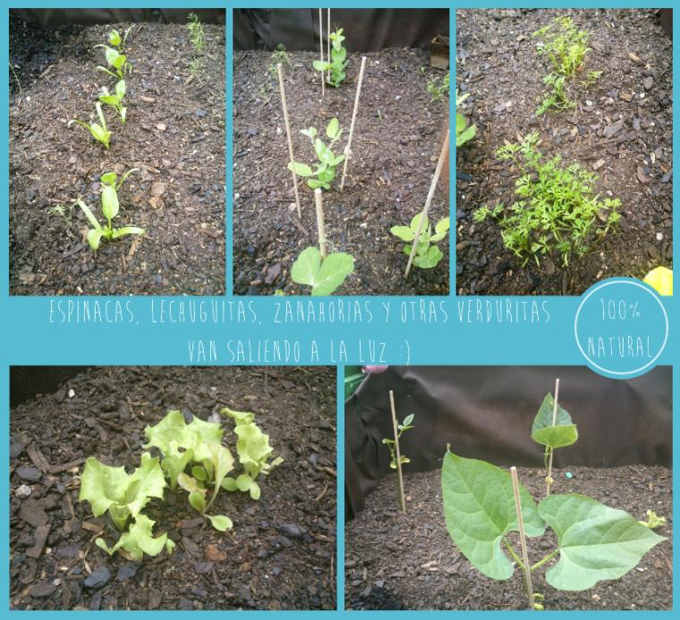 Las verduritas ya salen!!!