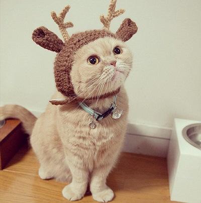 animales