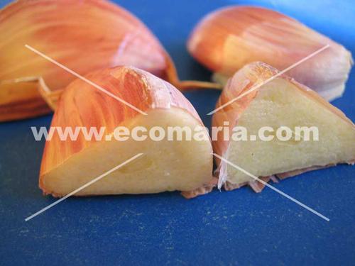 dientes-de-ajo-006.jpg
