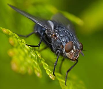 Remedios naturales para plagas