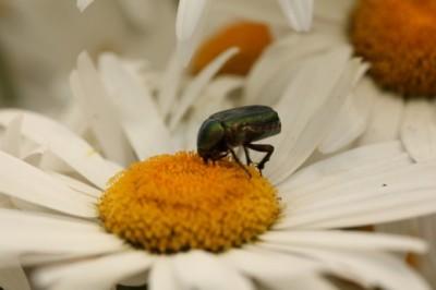 Remedios naturales plagas