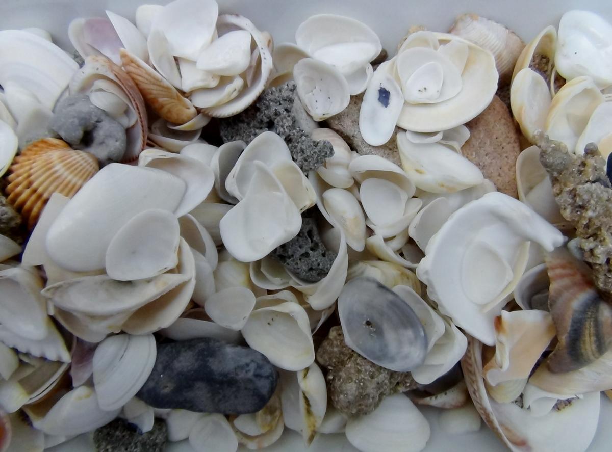 Seashells