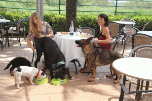 restaurante-que-admiten-perros-girona