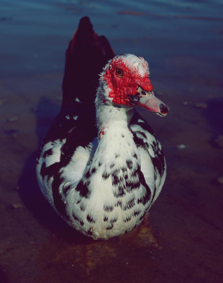 Pato Parque Cabecera