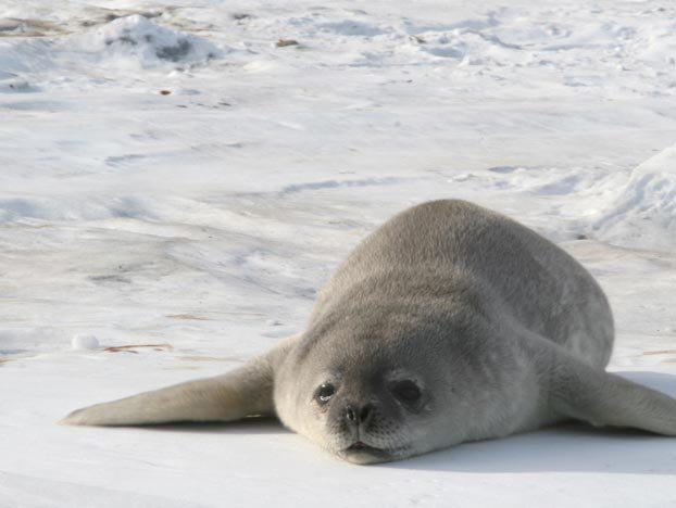 ice-ice-babies-pictures-3