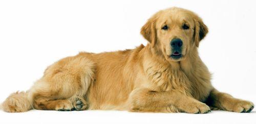 golden-retriever-Barcelona