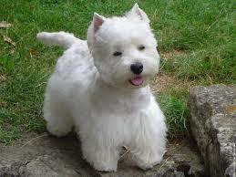westie