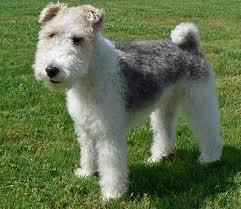 fox terrier