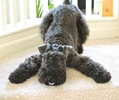 Kerry Blue Terrier