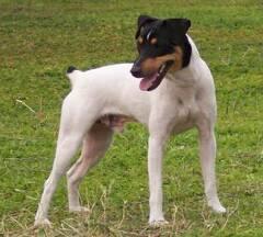 raton bodeguero andaluz