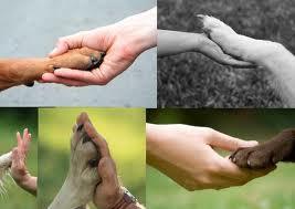 perro mejor amigo del hombre