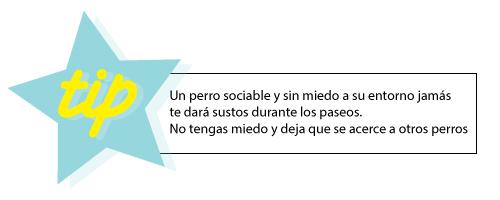 tip-mascota-02