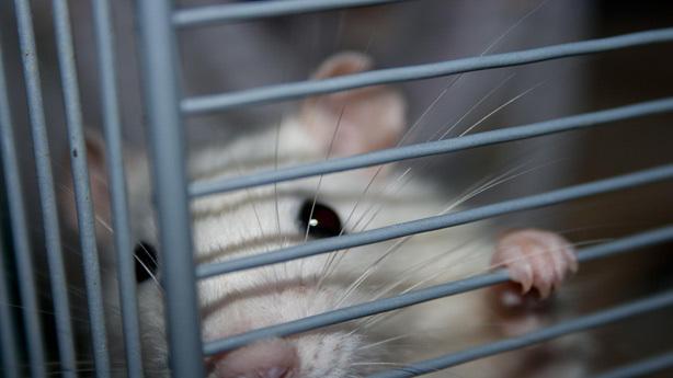 Dieta Dukan ¿peligrosa para los riñones?