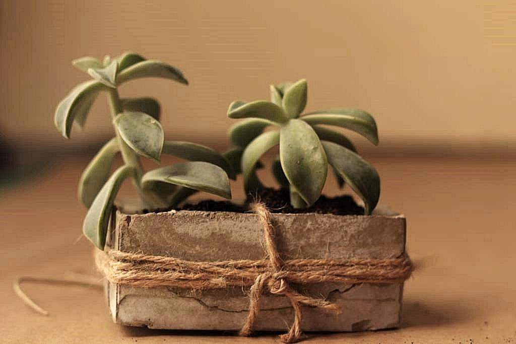 macetero de cemento gris