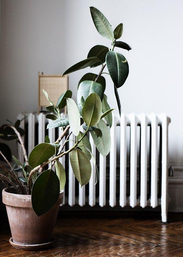 13. decorar con plantas_exterior con vitas_blog decoración