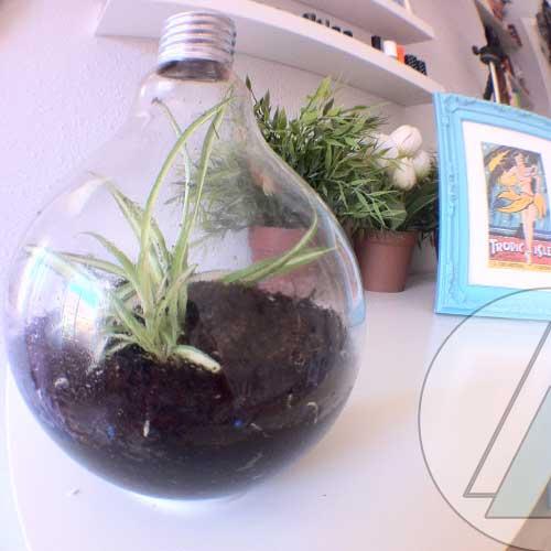 bombilla-planta-final