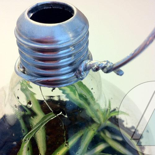 bombilla-planta-paso-6_2