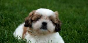 Shih Tzu