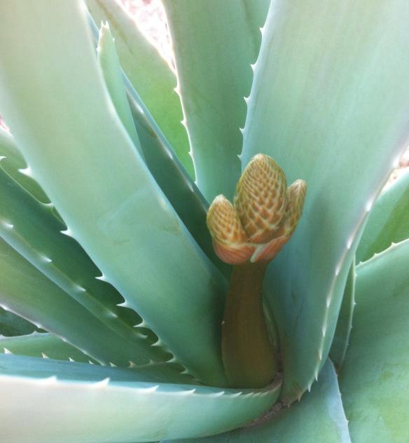 Aloe Vera Aloe de Sorbas