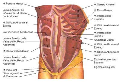 Musculatura abdominal