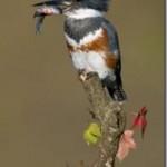 Fotógrafo de Naturaleza, Fotografiando Aves