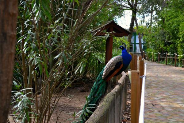 Pavo real Zoo de Guadalajara