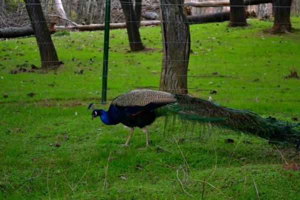 Pavo real Zoo de Guadalajara
