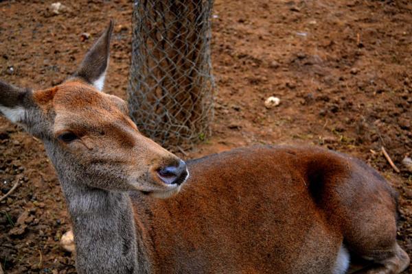 Zoo de Guadalajara