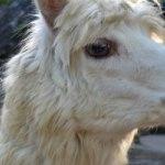 Sábado de: tenis y zoo.