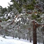 Postales de Tiby: Puerto de Navacerrada
