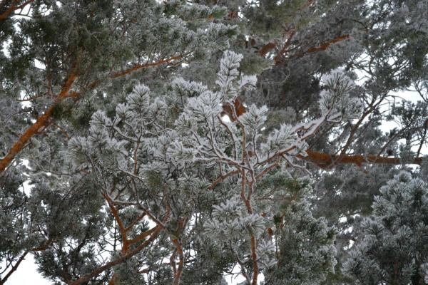 Puerto de Navacerrada, españa 