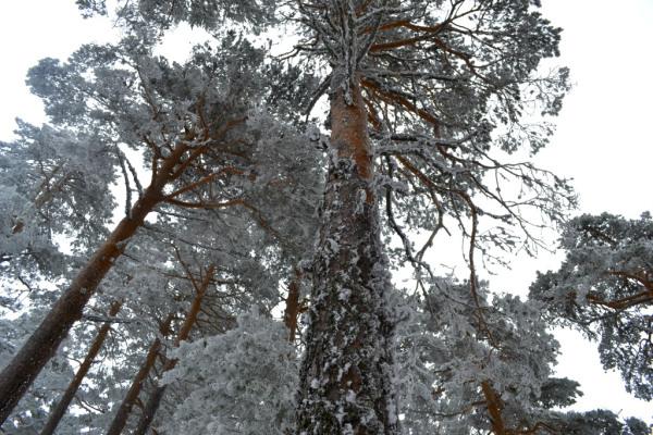 Puerto de Navacerrada, españa 