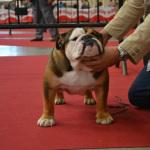 Mi campeón o lo que nos enseñó Chejov