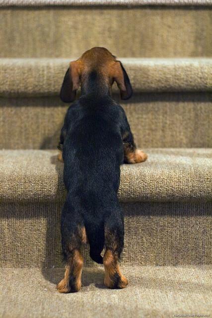 "Intento, y subiré la escalera".