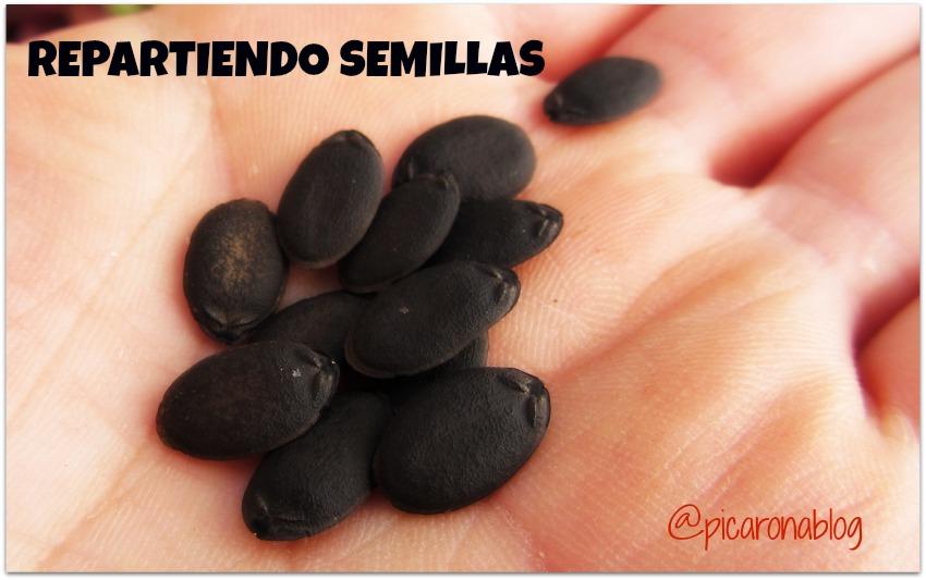 semillas-luffa-seeds