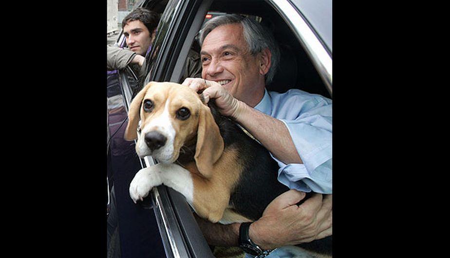 El perro de Piñera