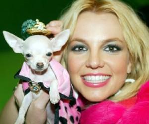 curiosidades perros famosos